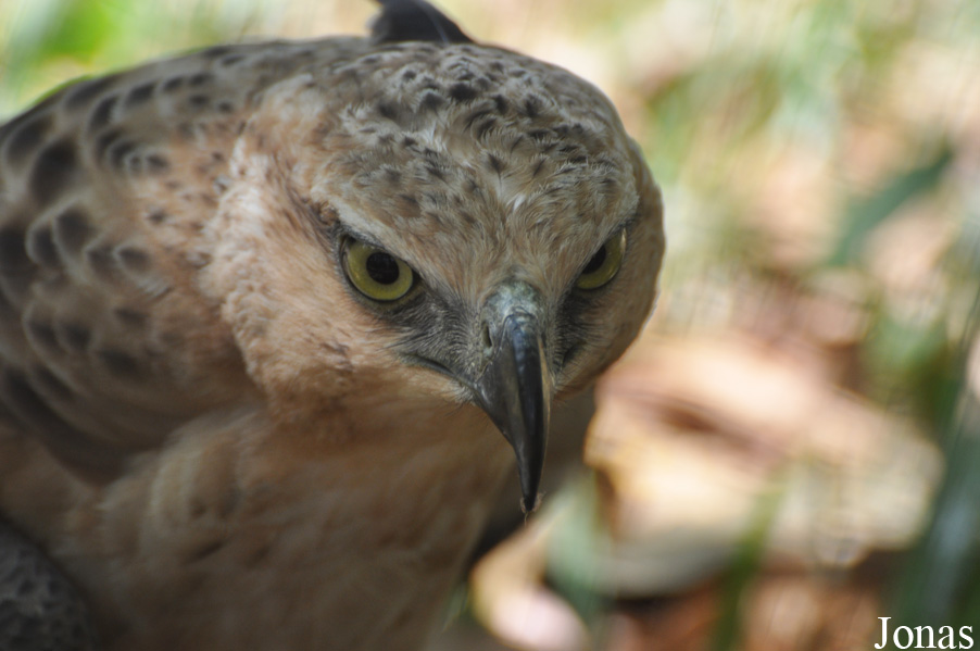 Angkor Centre for Conservation of Biodiversity (ACCB)