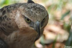 Angkor Centre for Conservation of Biodiversity (ACCB)