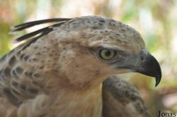 Angkor Centre for Conservation of Biodiversity (ACCB)