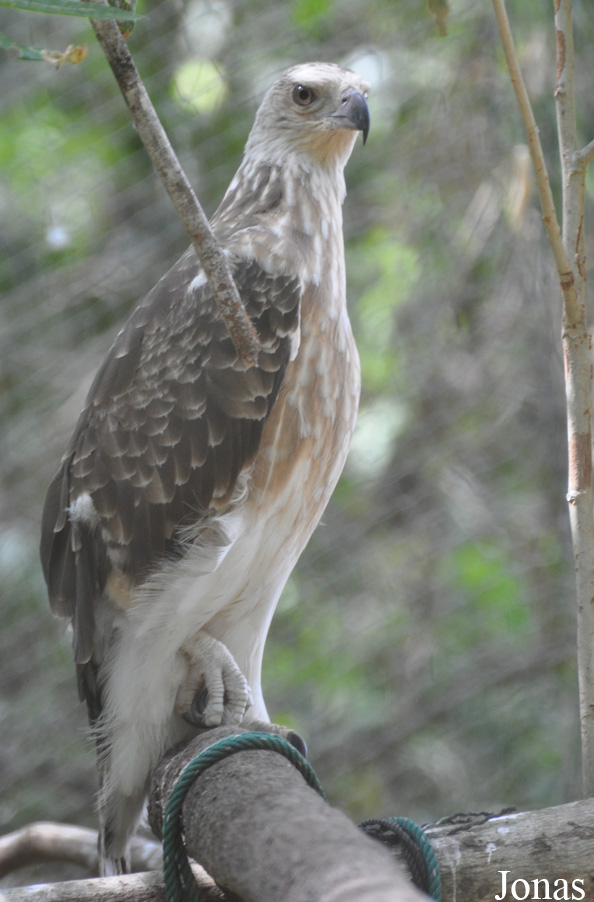 Angkor Centre for Conservation of Biodiversity (ACCB)