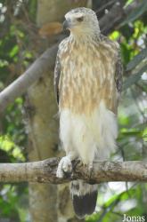 Angkor Centre for Conservation of Biodiversity (ACCB)