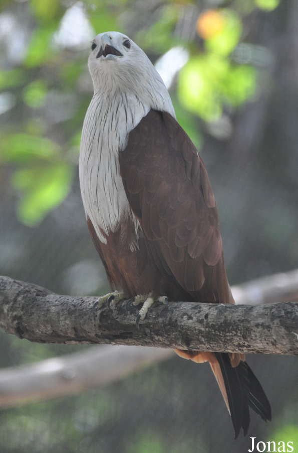 Angkor Centre for Conservation of Biodiversity (ACCB)