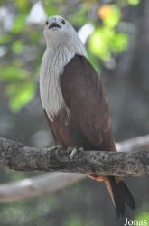 Angkor Centre for Conservation of Biodiversity (ACCB)