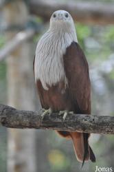 Angkor Centre for Conservation of Biodiversity (ACCB)
