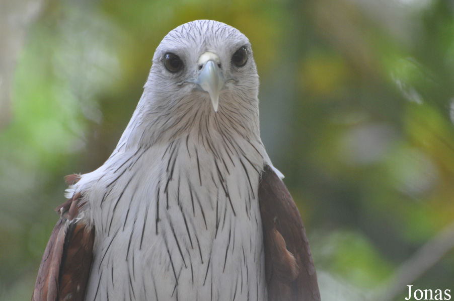 Angkor Centre for Conservation of Biodiversity (ACCB)
