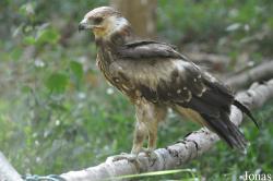 Clanga hastata