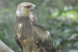 Angkor Centre for Conservation of Biodiversity (ACCB)