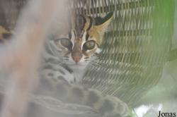 Angkor Centre for Conservation of Biodiversity (ACCB)