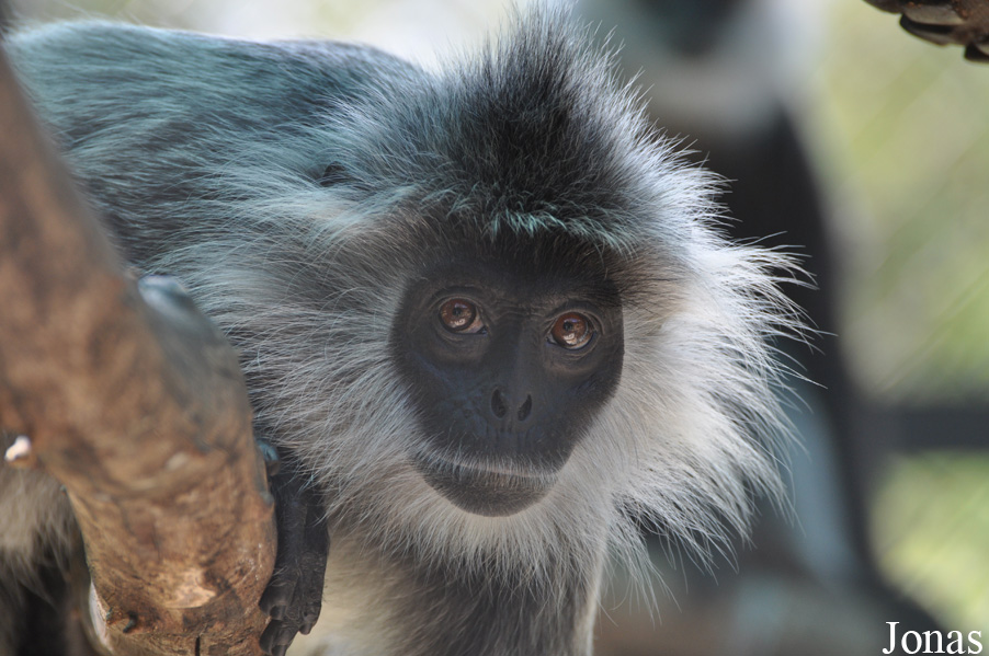 Angkor Centre for Conservation of Biodiversity (ACCB)