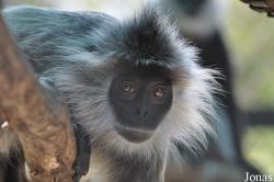 Trachypithecus germaini