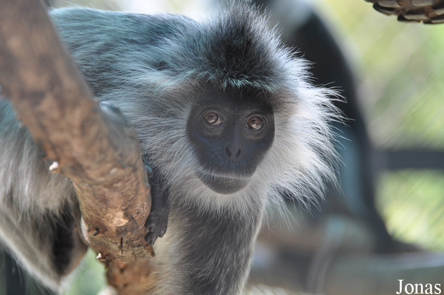 Angkor Centre for Conservation of Biodiversity (ACCB)