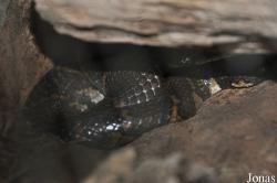 Angkor Centre for Conservation of Biodiversity (ACCB)
