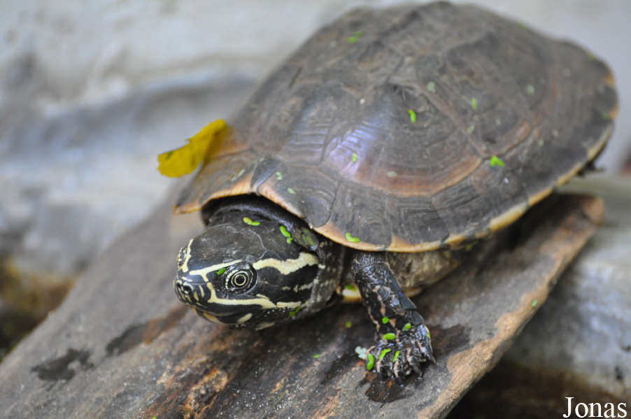 Angkor Centre for Conservation of Biodiversity (ACCB)