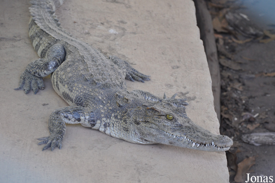 Siem Reap Crocodile Farm