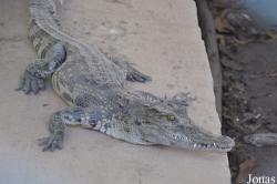 Siem Reap Crocodile Farm