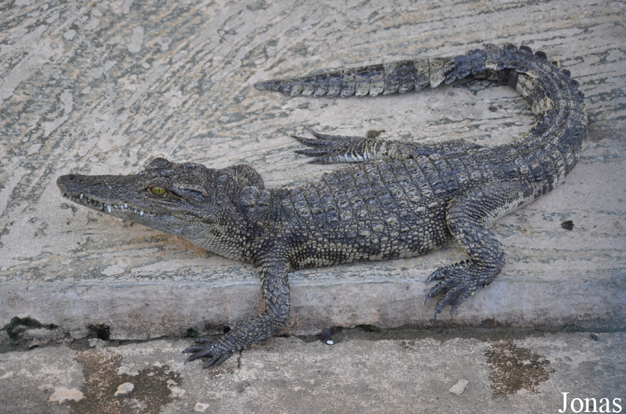Siem Reap Crocodile Farm