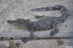 Siem Reap Crocodile Farm