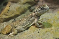 Xenagama taylori