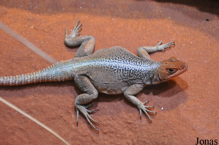 Naturkundemuseum Karlsruhe
