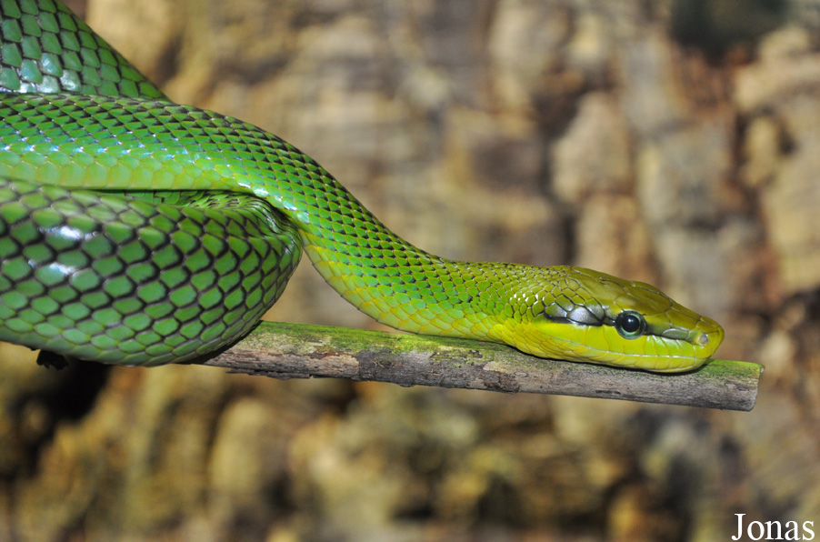 Naturkundemuseum Karlsruhe