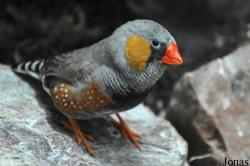 Taeniopygia castanotis