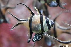 Apogonidae