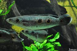 Aquazoo-Löbbecke Museum Düsseldorf