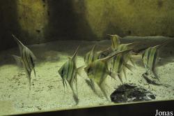 Pterophyllum altum