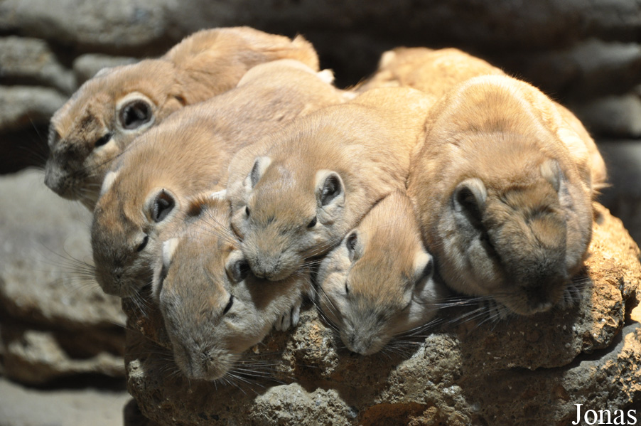 Aquazoo-Löbbecke Museum Düsseldorf