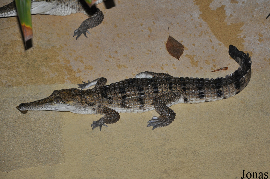 Aquazoo-Löbbecke Museum Düsseldorf