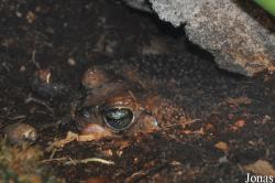 Peltophryne peltocephala