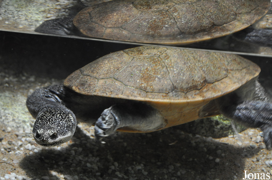 Aquazoo-Löbbecke Museum Düsseldorf