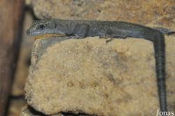 Dalmatolacerta oxycephala