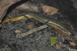 Eurylepis taeniolatus