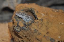 Varanus caudolineatus