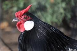 Poule Java