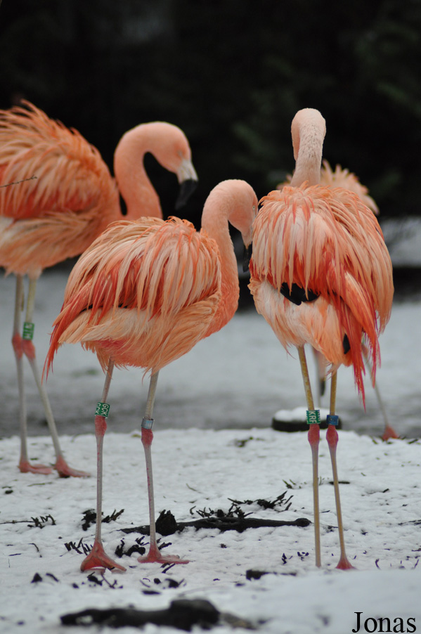 Dierenpark Wissel