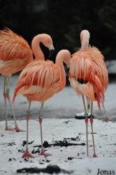 Dierenpark Wissel