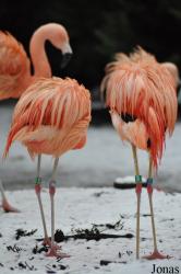 Dierenpark Wissel