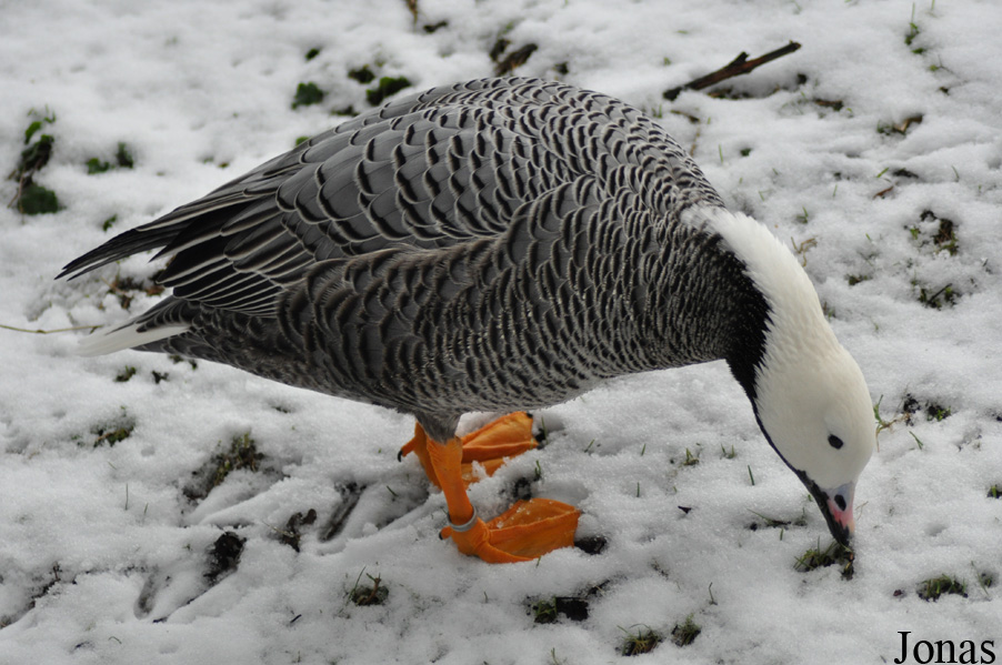 Dierenpark Wissel