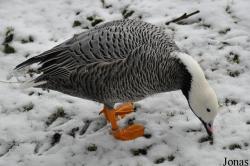 Dierenpark Wissel