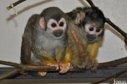 Dierenpark Wissel