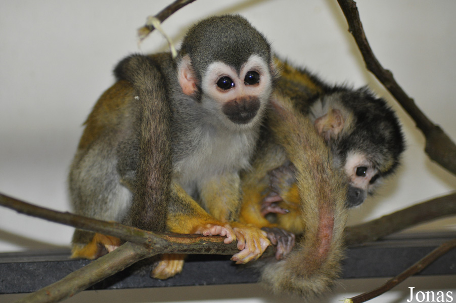 Dierenpark Wissel