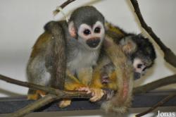 Dierenpark Wissel