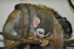 Dierenpark Wissel