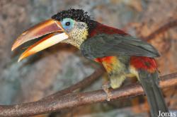 Pteroglossus beauharnaisii