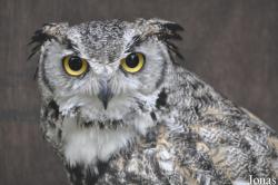 Bubo virginianus wapacuthu