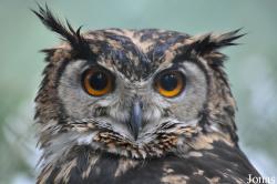 Bubo capensis mackinderi