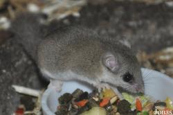Graphiurus murinus