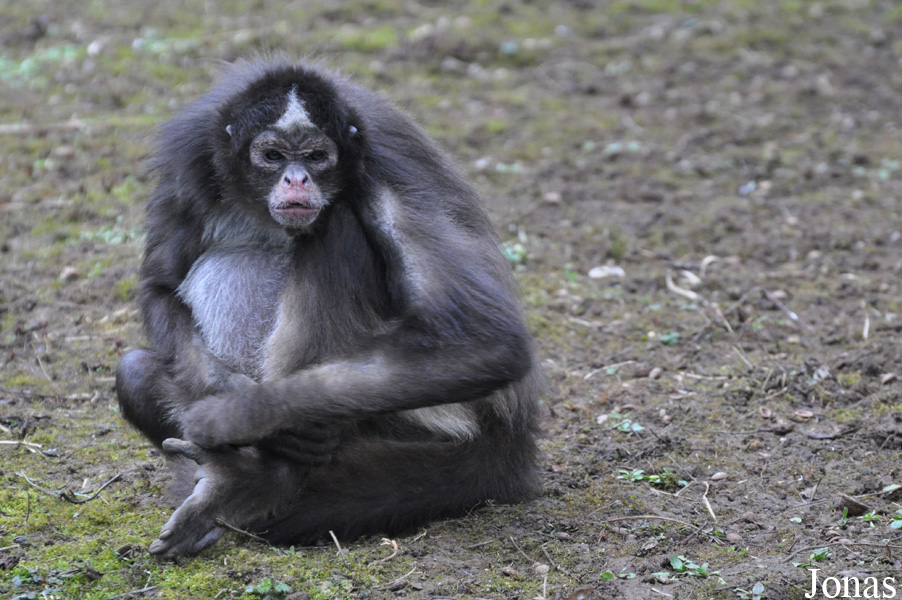 Bioparc Zoo de Doué